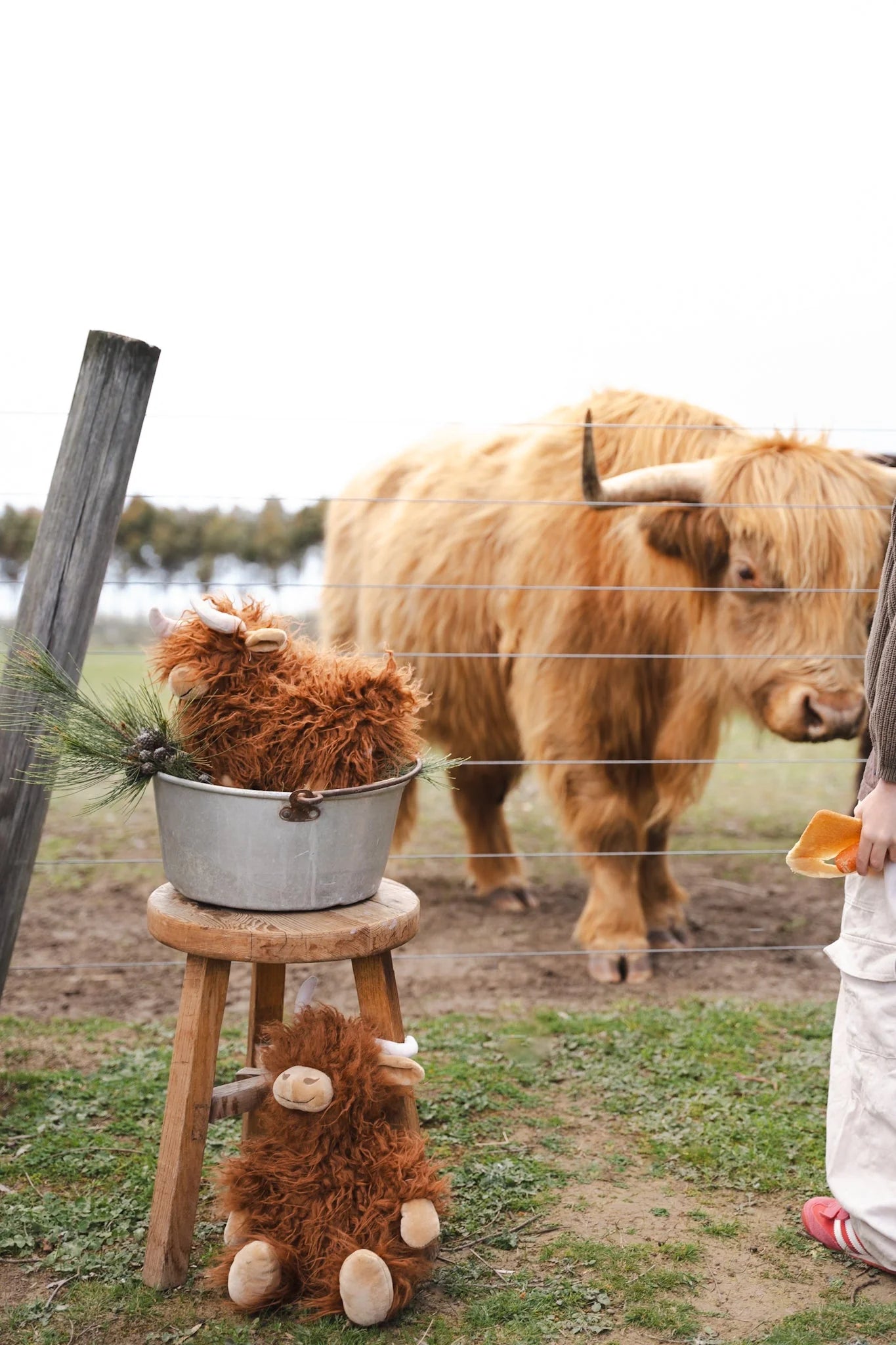 Heidi the Highland Cow - Rust